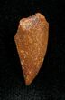 Inch Dromaeosaur Tooth From Morocco #1338-1